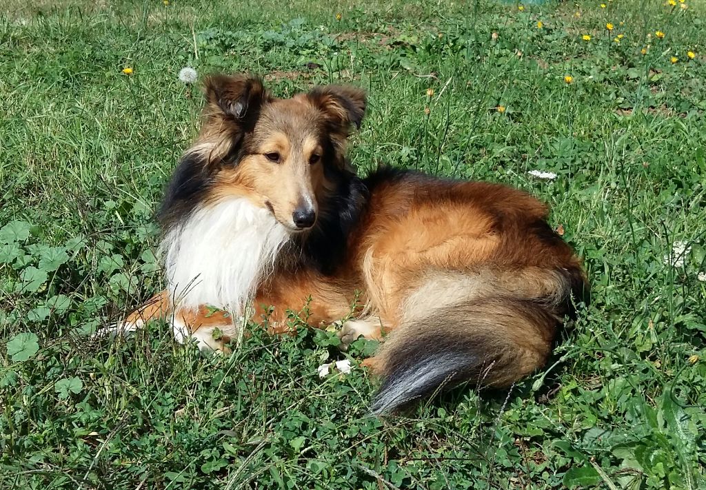 Mikado des petite fées des sables